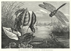 Die Metamorphosen der Libelle, Aeschna maculatissima von English School