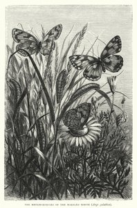 Die Metamorphosen des Schachbrettfalters, Arge galathea von English School