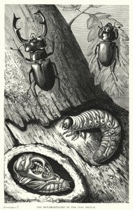 Die Metamorphosen des Hirschkäfers (Kupferstich) von English School