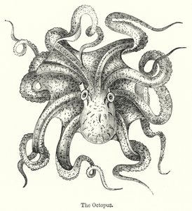 Der Oktopus von English School