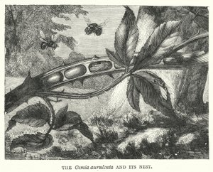 Die Osmia aurulenta und ihr Nest (Kupferstich) von English School