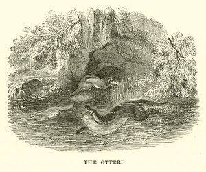 Der Otter (Stich) von English School