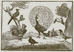 Der Pfau und die Elster (Gravur) von English School