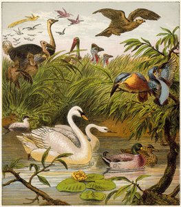 Der Pfau zu Hause von English School