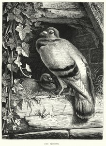Die Tauben (Gravur) von English School