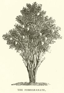 Der Granatapfel von English School
