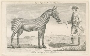 Die weibliche Zebra der Königin von English School