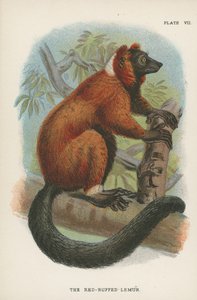 Der Rotkragenlemur von English School