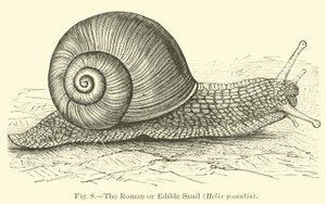 Die römische oder essbare Schnecke (Helix pomatia) von English School