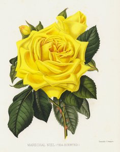 Der Rosengarten: Marechal Niel, Teerose von English School
