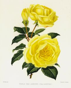 Der Rosengarten: Perle des Gartens, Teeduftend
