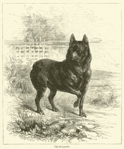 Der Schipperke von English School