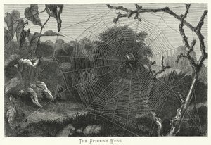 Die Arbeit der Spinne (Stich) von English School