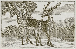 Der Hirsch und das Rehkitz von English School
