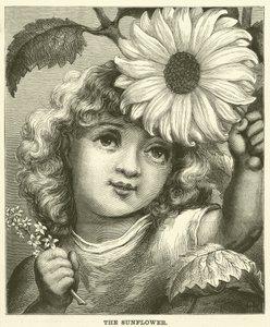 Die Sonnenblume (Gravur) von English School