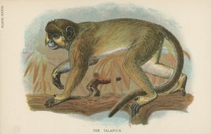 Der Talapoin