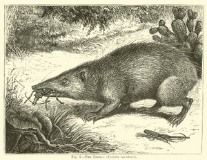 Der Tanrek, Centetes ecaudatus von English School