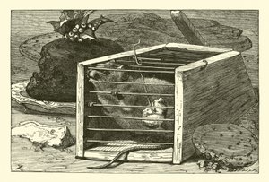 Die diebische Maus von English School