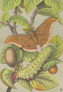 Der Tussar-Seidenwurm von Indien von English School