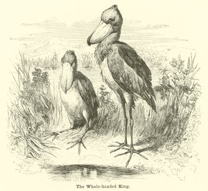 Der Wal-König von English School