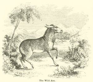 Der Wildesel von English School