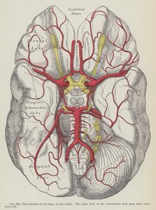 Die Arterien an der Basis des Gehirns von English School