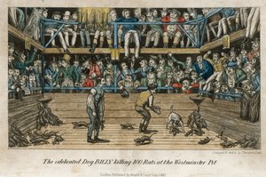 Der berühmte Hund Billy tötet 100 Ratten in der Westminster Pit von English School