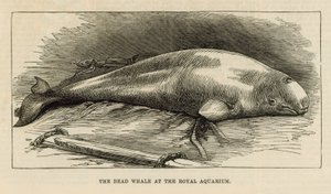 Der tote Wal im Royal Aquarium von English School
