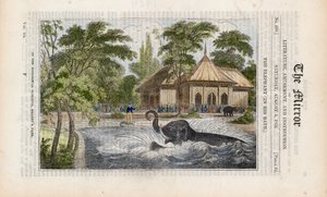 Der Elefant in seinem Bad im Zoo im Regents Park