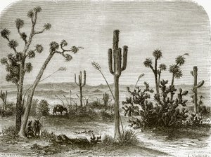 Der Riesenkaktus von English School