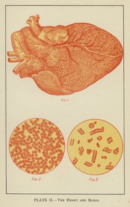 Das Herz und das Blut (Farblithographie) von English School
