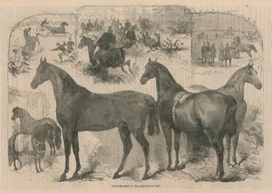 Die Pferdeschau in der Landwirtschaftshalle von English School