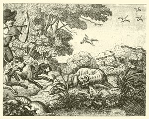 Der gejagte Biber von English School