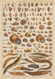 Die Landmollusken Großbritanniens (Farbstich) von English School