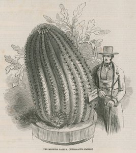 Der Monsterkaktus (Echinocactus stainesh) in den Königlichen Gärten, Kew, London