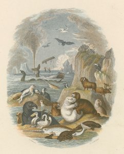 Die natürliche Welt (farbiger Stich)