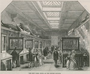 Der neue Korallenraum im British Museum von English School