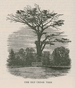 Der alte Zedernbaum, Holland House von English School