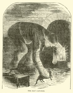 Der Rattenfänger von English School