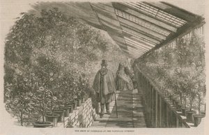 Die Kamelienausstellung in der Vauxhall-Gärtnerei von English School