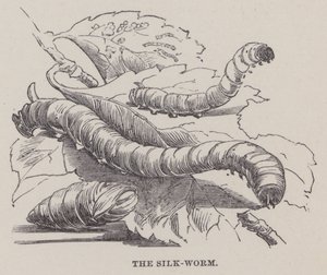 Die Seidenraupe von English School