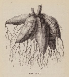 Die Yamswurzel