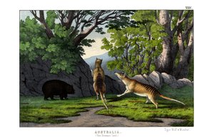 Tigerwolf