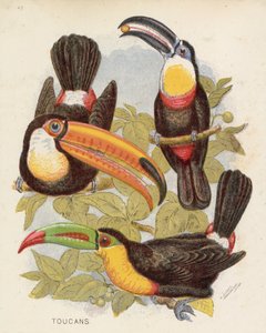 Tukane von English School
