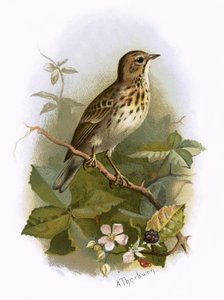 Baumpieper