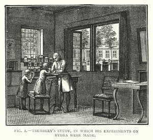 Trembleys Studie, in der seine Experimente an Hydra durchgeführt wurden (Gravur) von English School