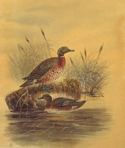Zwei Enten an einem Schilfufer, ca. 1890