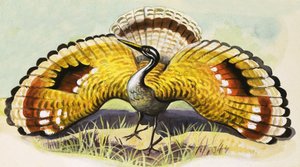 Unidentifizierter Vogel von English School