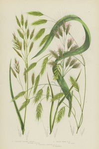 Aufrechte Trespen, Haarige Waldtrespen, Aufrechte Jahrestrespen von English School