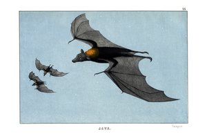Vampir